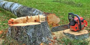 Best Firewood Processing and Delivery  in Munsons Corners, NY