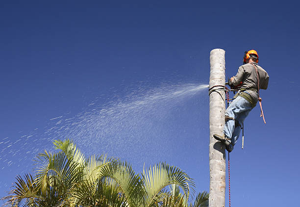 How Our Tree Care Process Works  in  Munsons Corners, NY