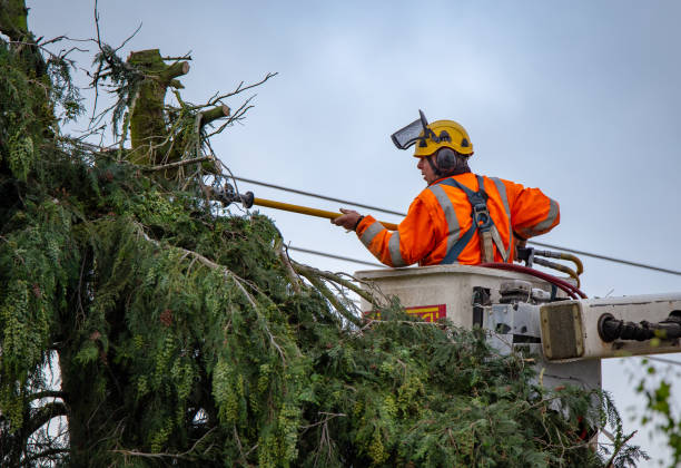 Best Tree Maintenance Programs  in Munsons Corners, NY