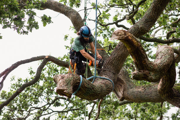 Best Palm Tree Trimming  in Munsons Corners, NY
