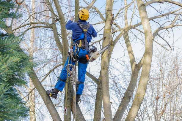 Reliable Munsons Corners, NY Tree Care Solutions