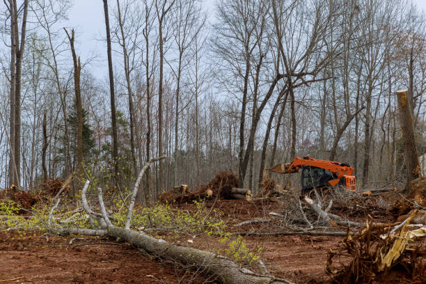 Best Tree Health Inspection  in Munsons Corners, NY