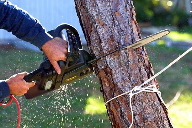 Best Root Management and Removal  in Munsons Corners, NY